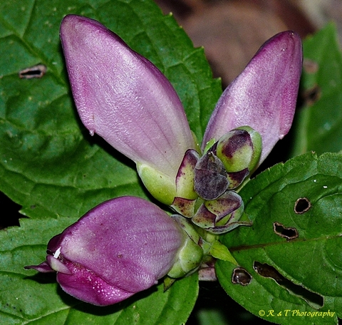 {Chelone obliqua}